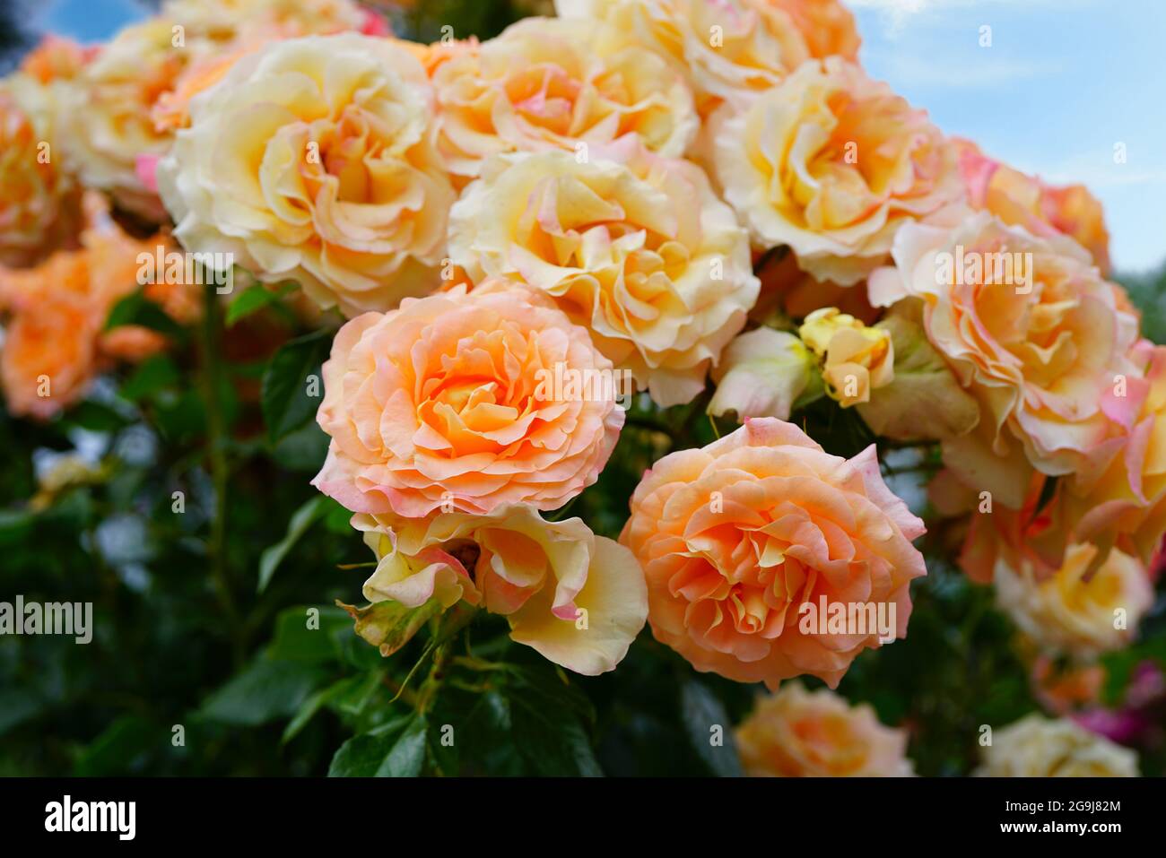 Pink orange Elle rose flower growing in the garden Stock Photo - Alamy
