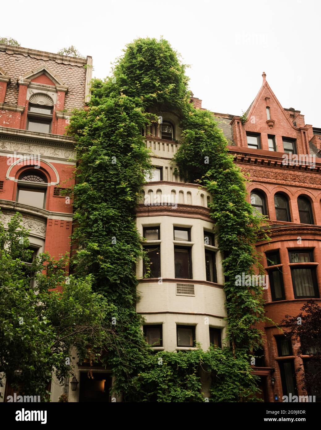 Brownstones covered in ivy, on the Upper West Side, Manhattan, New York