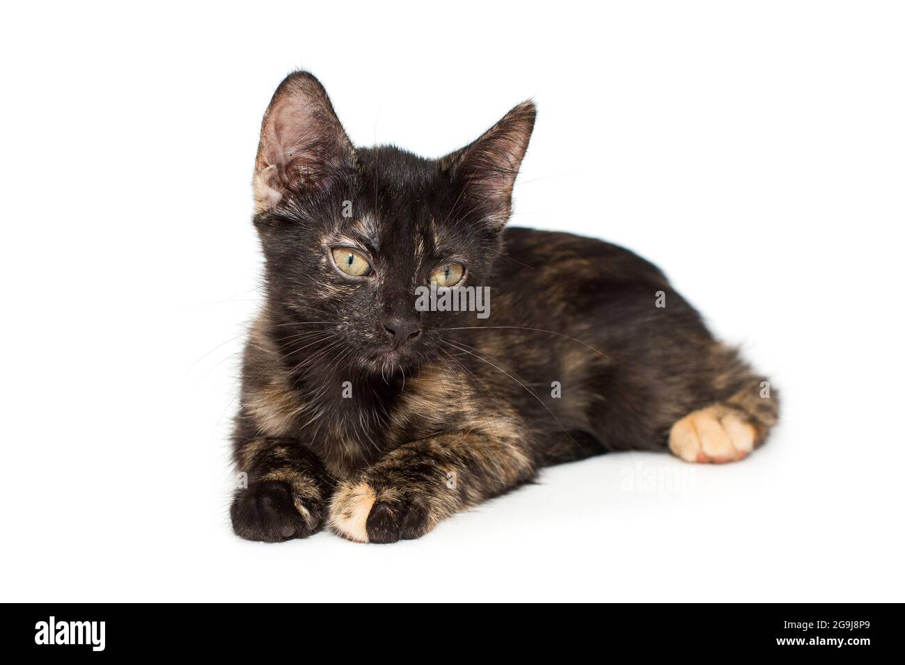 Small tricolor kitten of 3 months, isolated on white Stock Photo Alamy