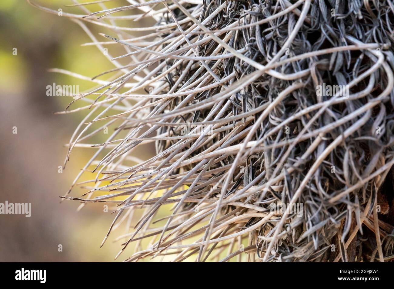 Photograph of a dead Banksia flower and plant due to bushfires in