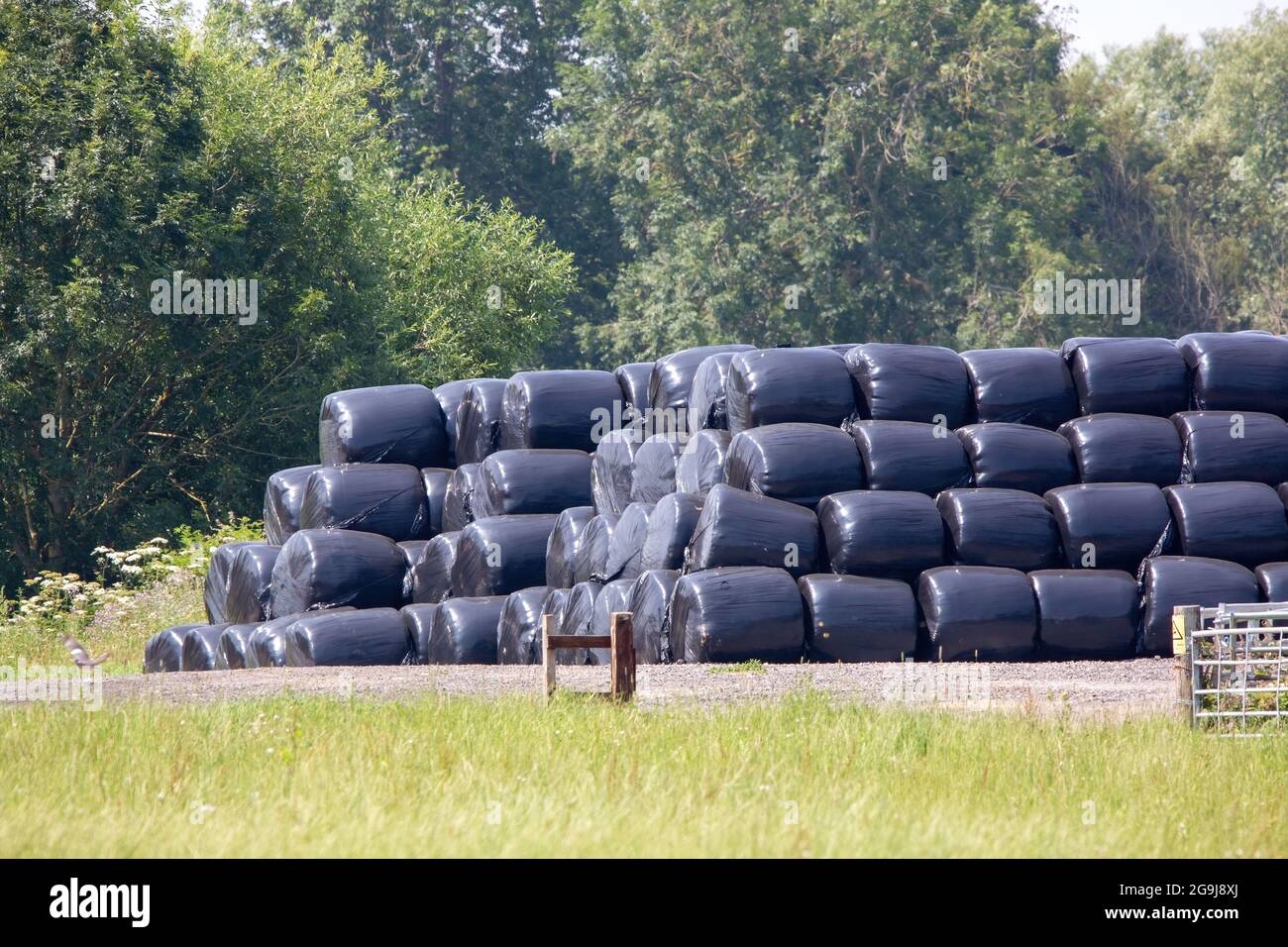 A Stack of round hay bales wrapped in black plastic in a farm field Stock Photo