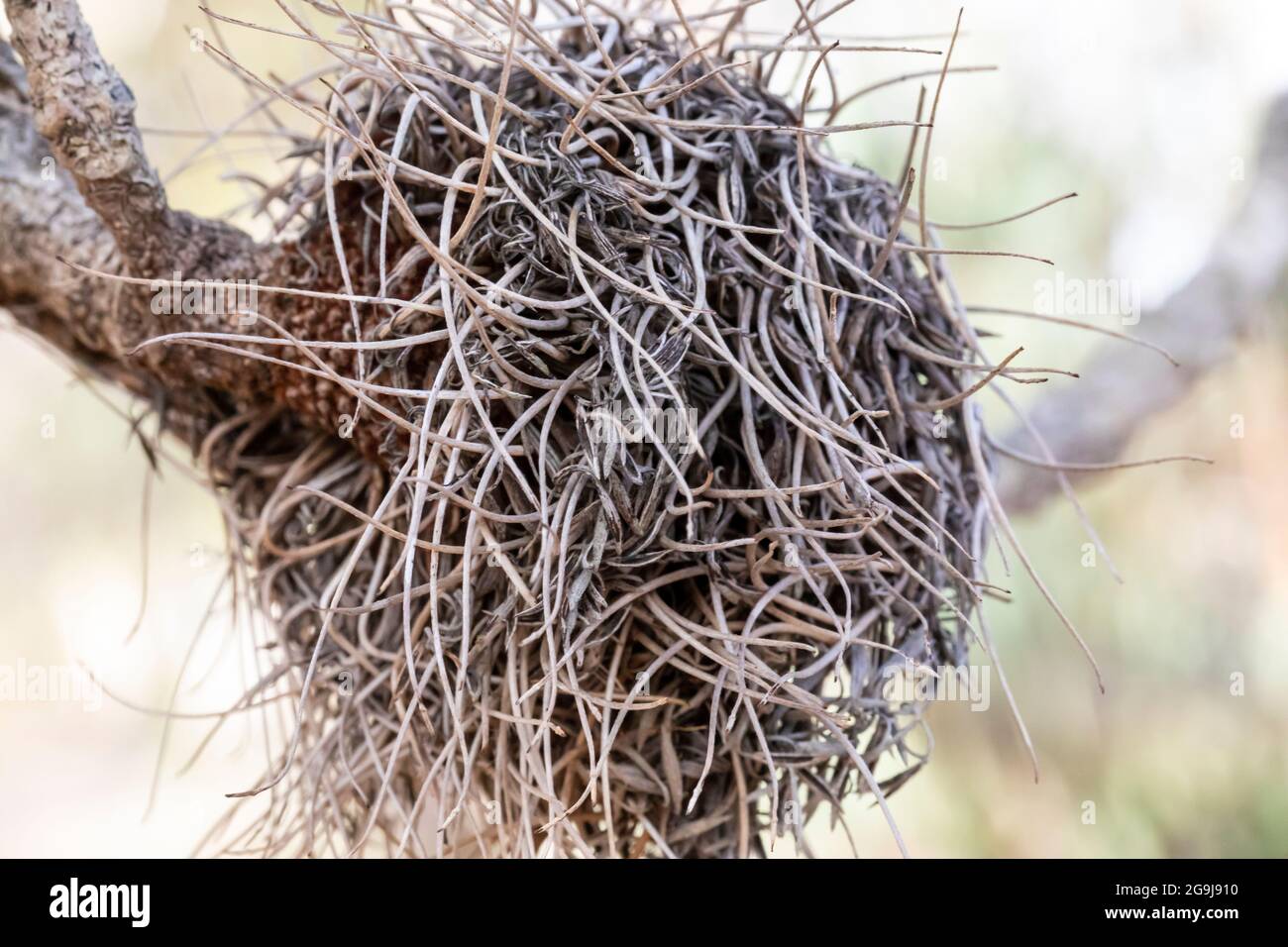 Photograph of a dead Banksia flower and plant due to bushfires in