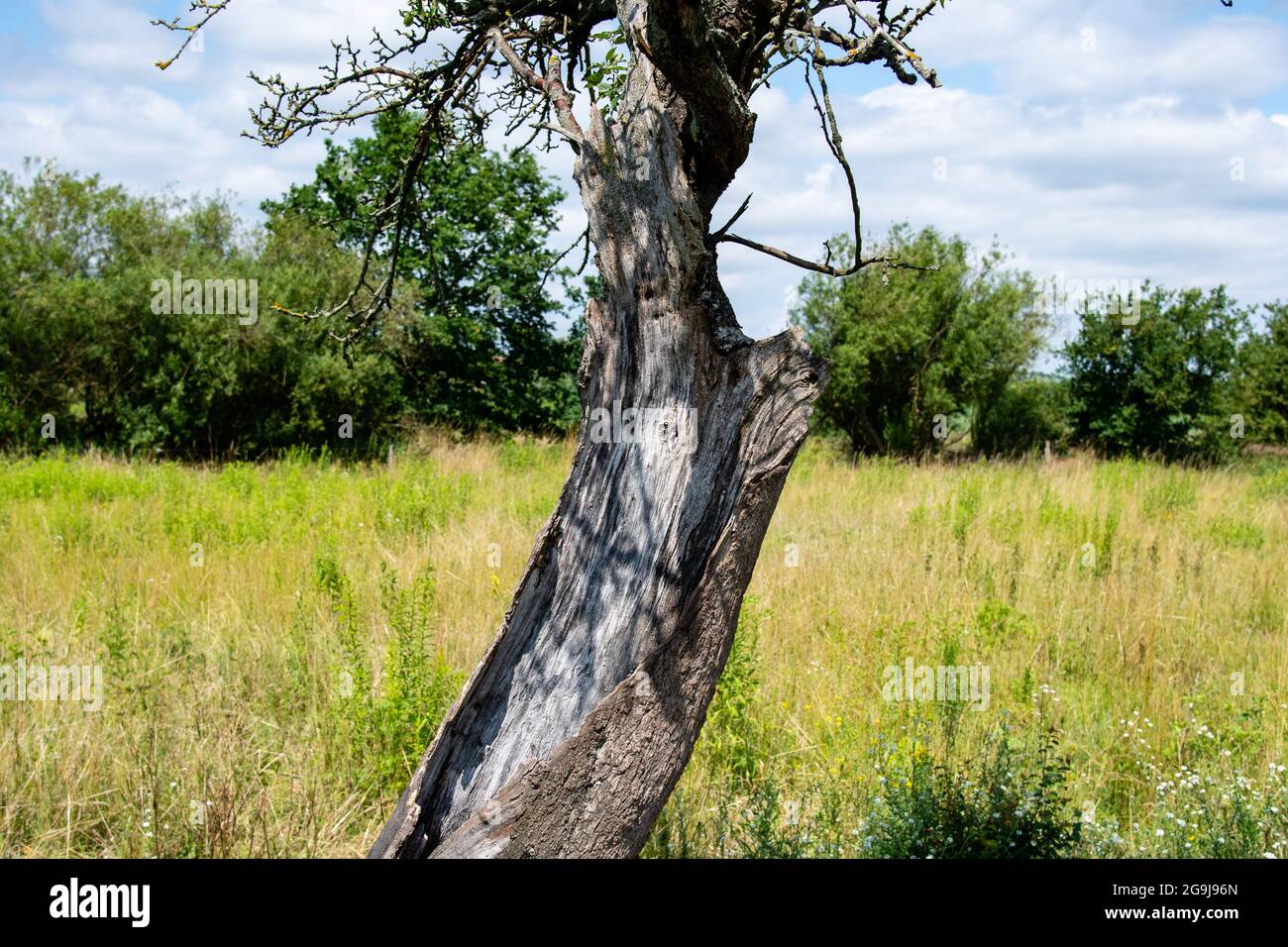 hollow tree with green leaves Stock Photo Alamy