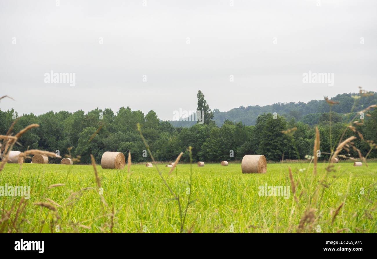 Straw rolls in the French countryside Stock Photo Alamy