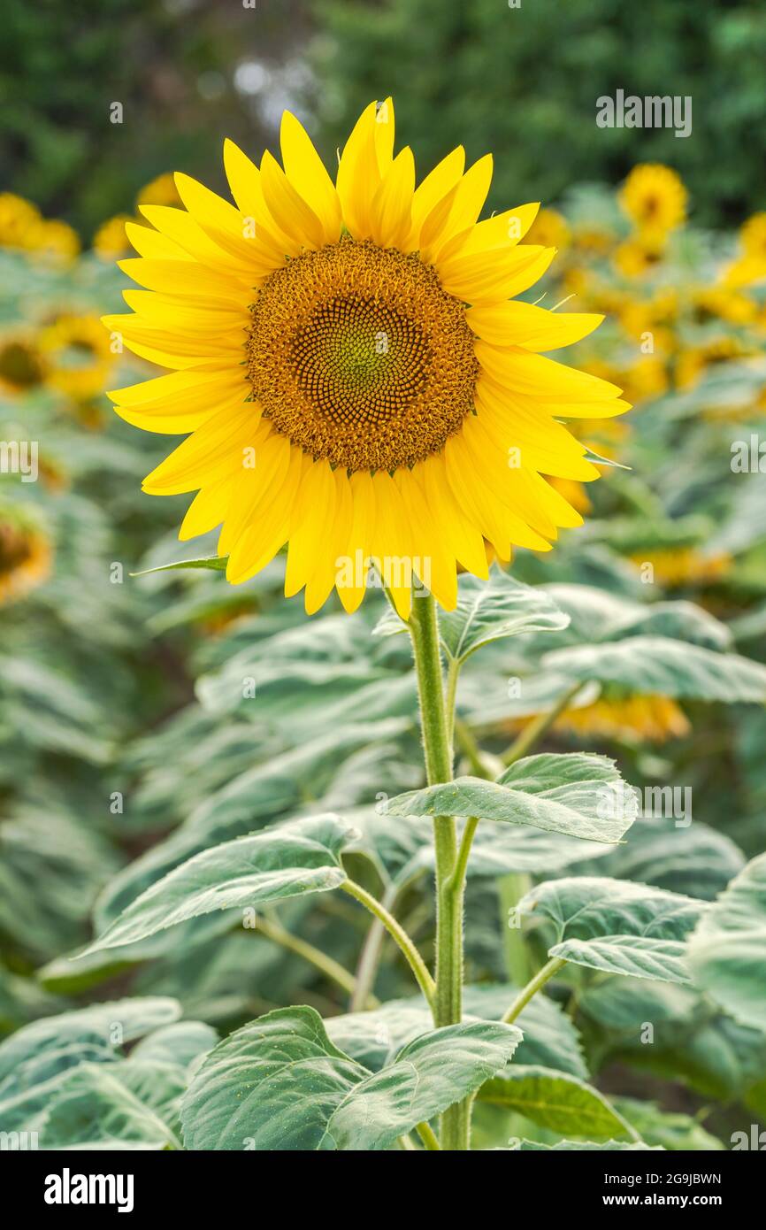 Yellow sunflower flower in a field near the forest Stock Photo - Alamy