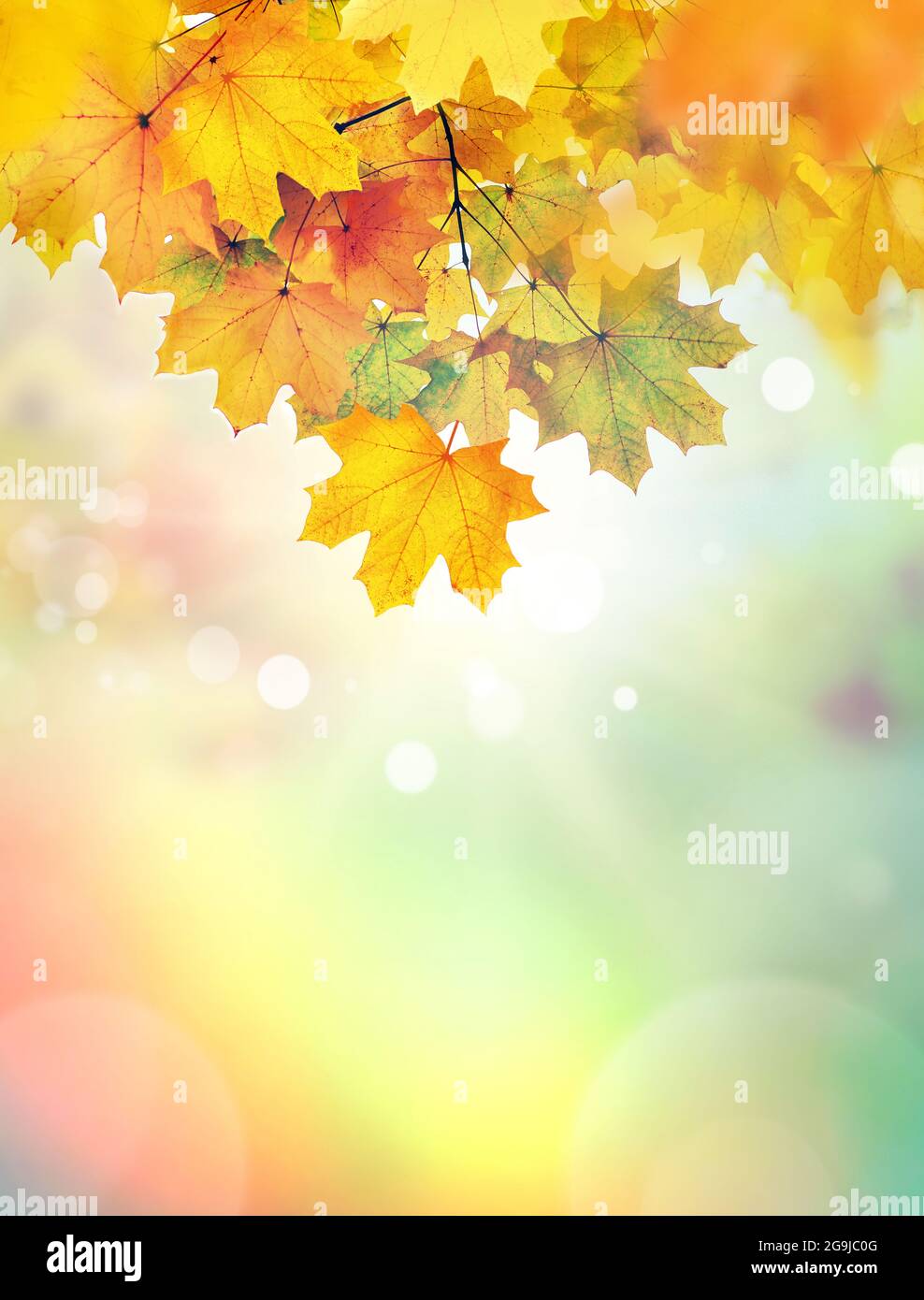 Autumn leaves on the fall blurred background Stock Photo - Alamy