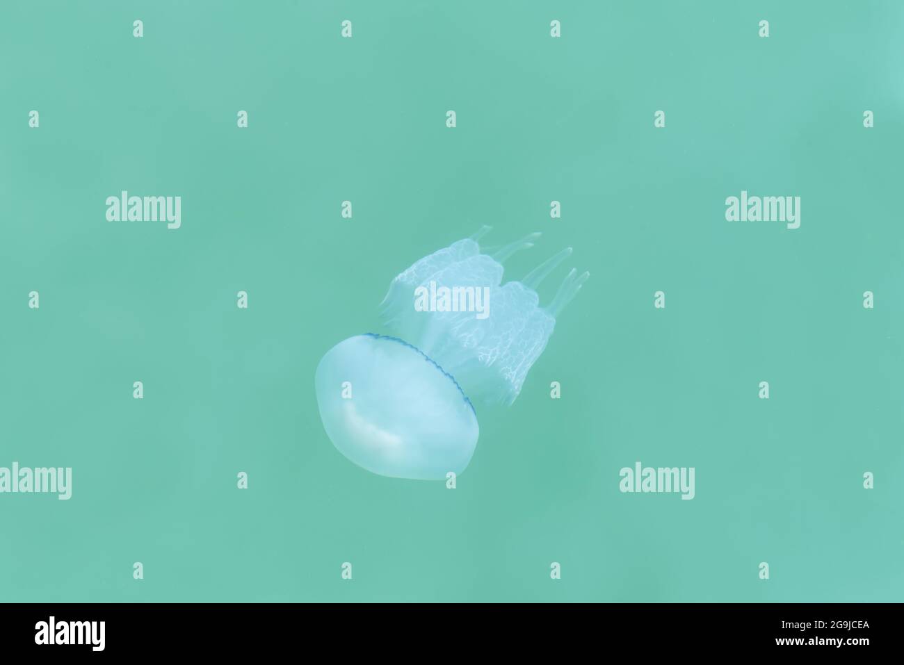Jellyfish dancing in the light blue seawater Stock Photo - Alamy
