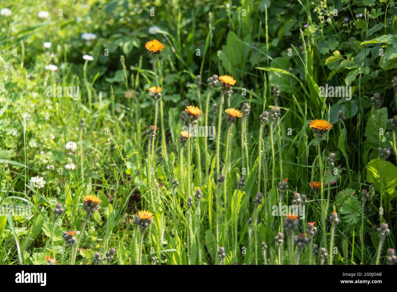 a group of orange flowering hawkweed plants with hairy stems Stock Photo