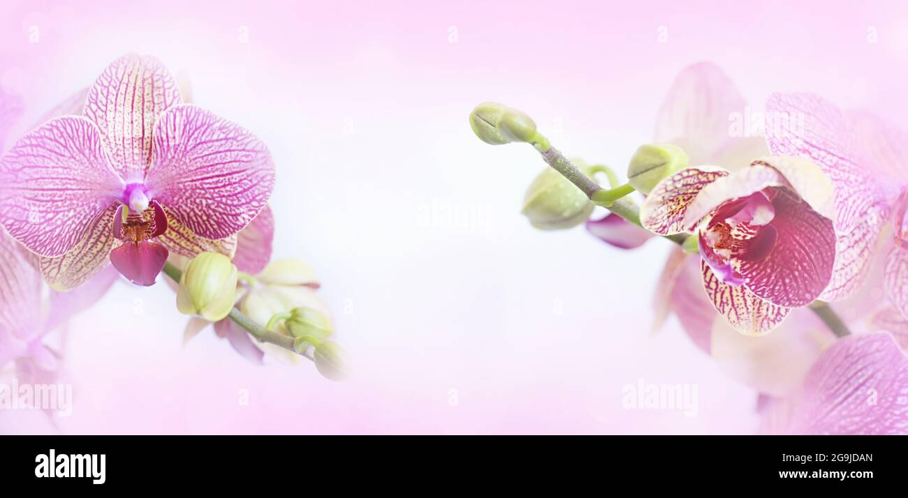 Orchid flover. Stock Photo