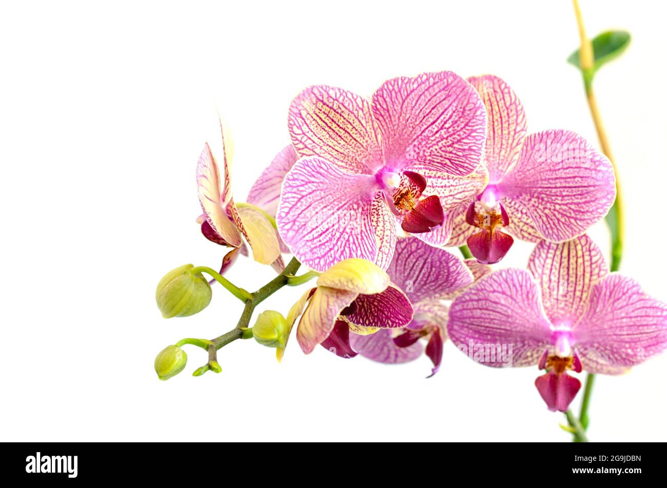 Pink orchid flowers on white background Stock Photo - Alamy