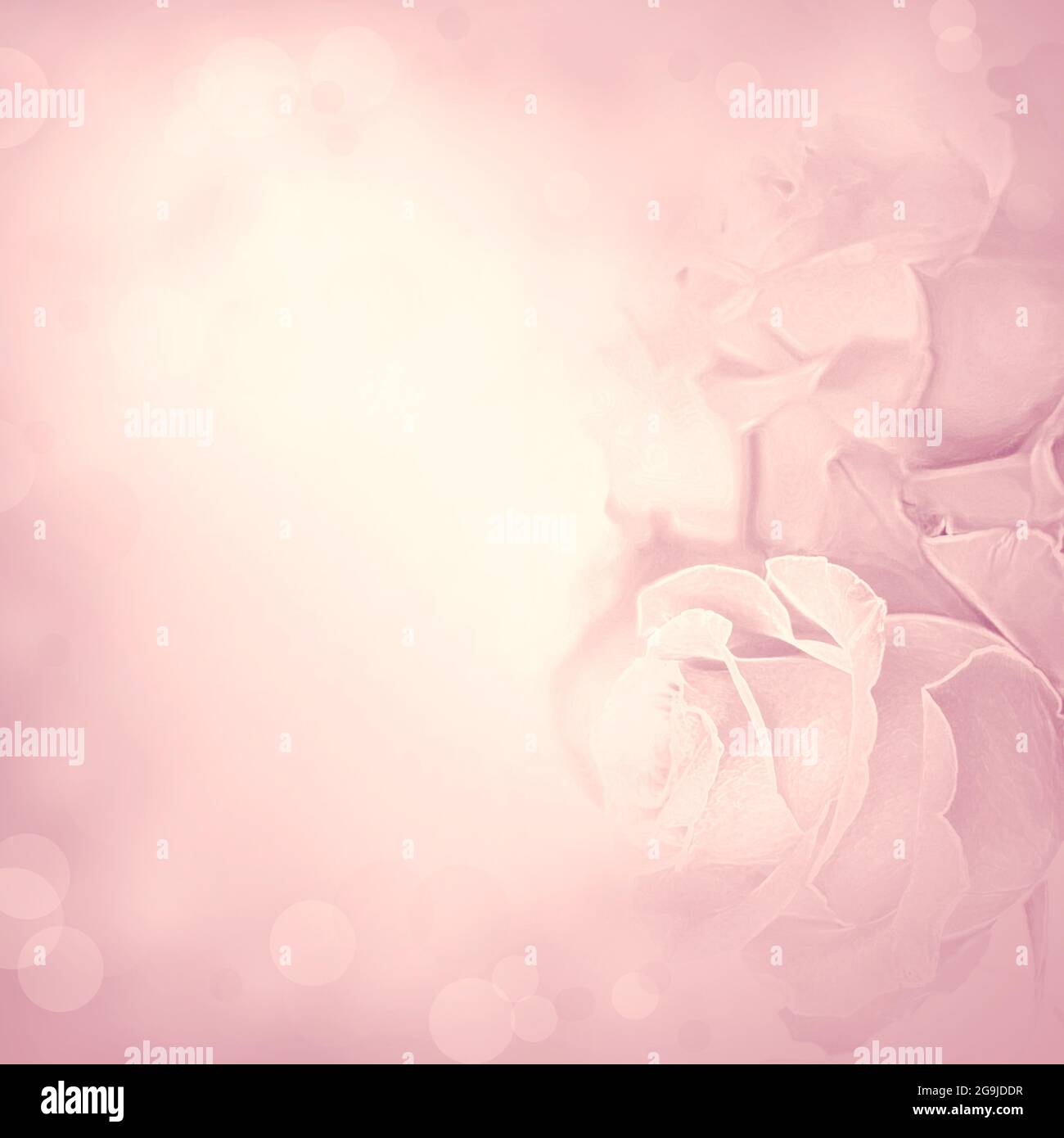 Pink background with rose flowers. Beauty spring backgrounds with roses,  fine art simulation from real photo Stock Photo - Alamy, image size:1300x1390