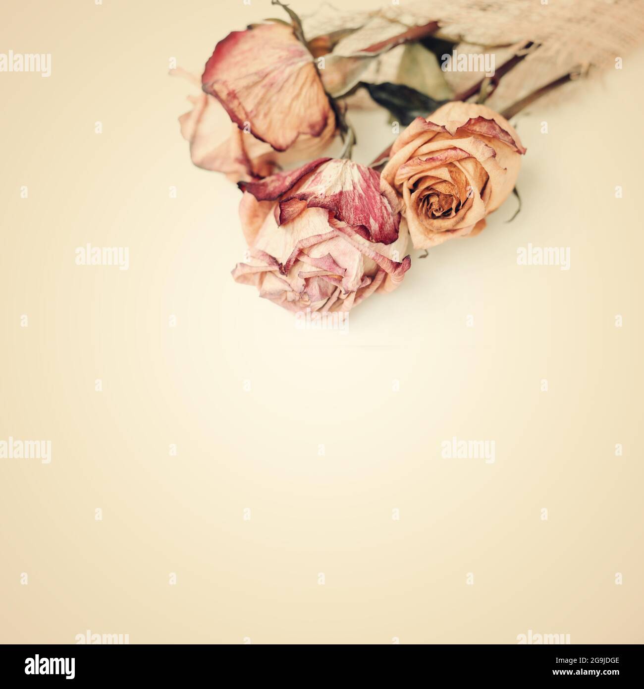 Dried roses stacking on white. Sepia toned image. Stock Photo