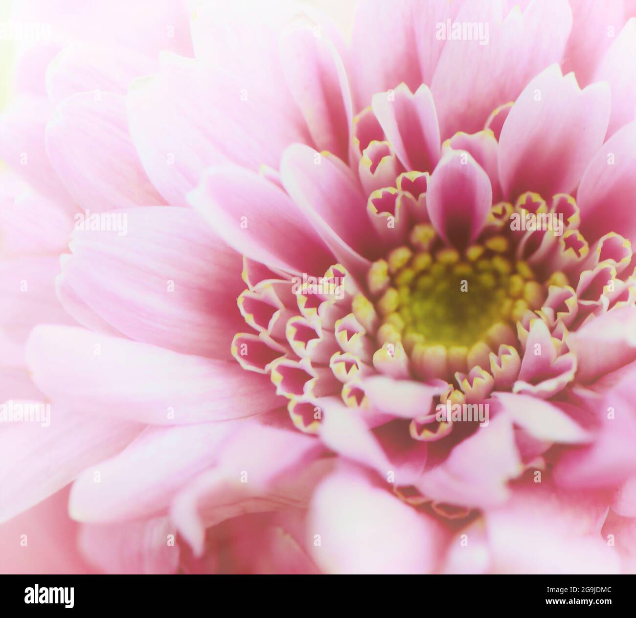 Chrysanthemum daisy rose hi-res stock photography and images - Alamy