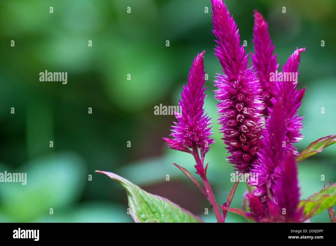 Celosia argentea also known as Plumed Cockscomb flowerbed Stock Photo