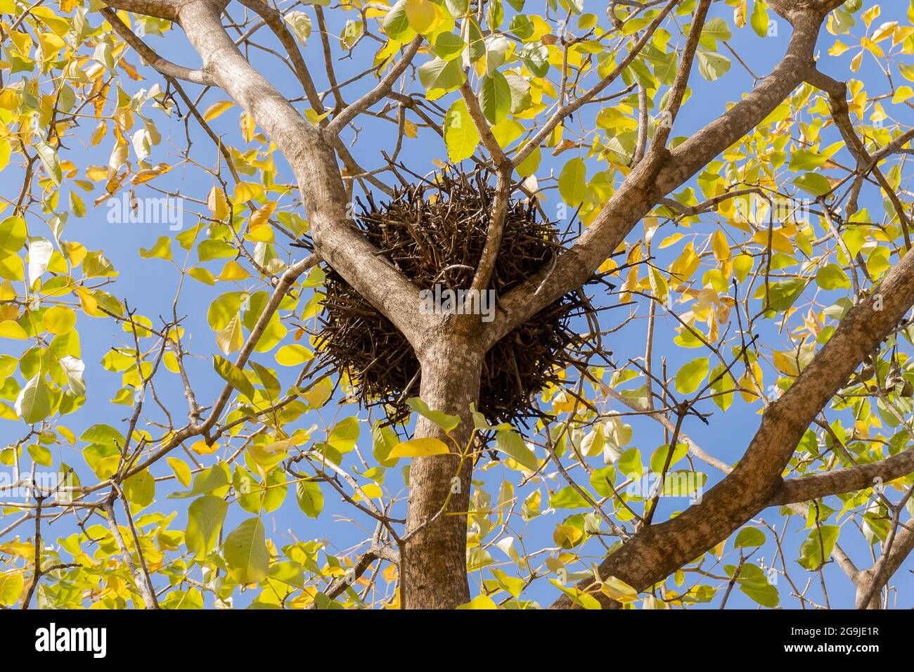Birds nest in tree with blue sky Stock Photo Alamy