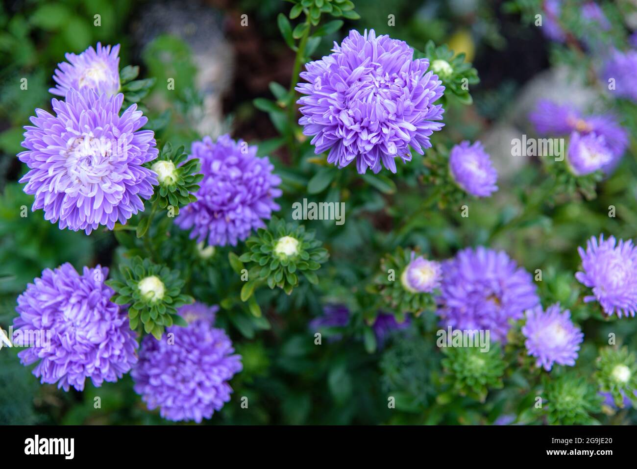 Beautiful blue aster flowers on fall flowerbeds garden Stock Photo