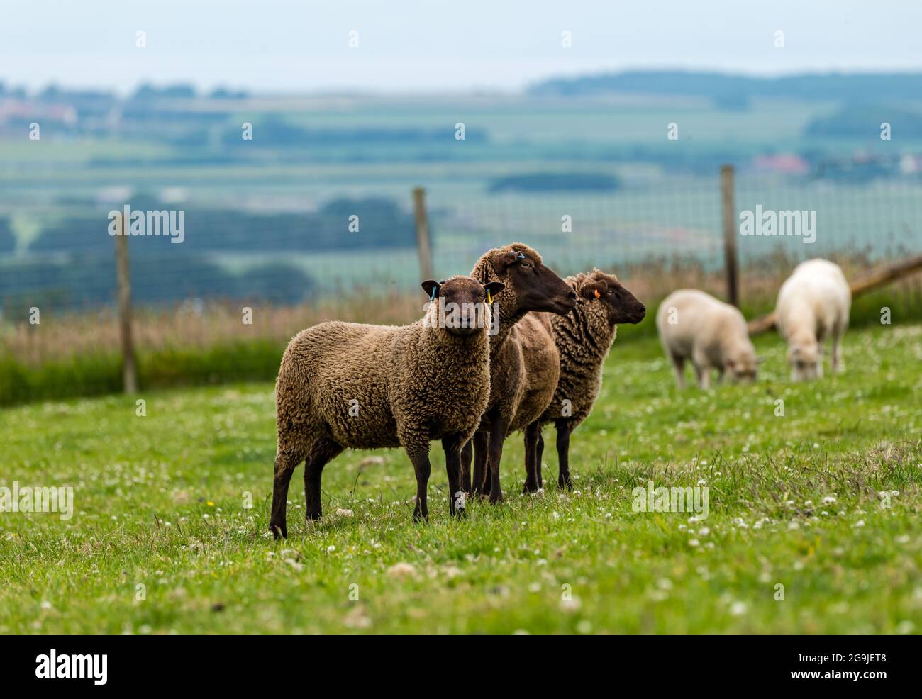 Shetland sheep ewe in green field with six month old twin lambs, East Lothian, Scotland, UK Stock Photo