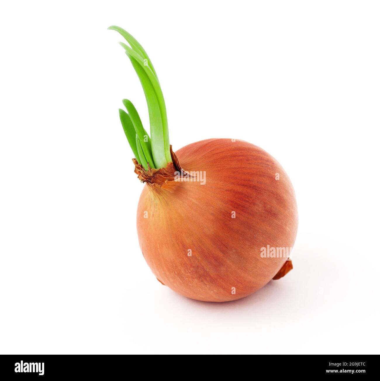 Sprouted onion isolated on white background Stock Photo