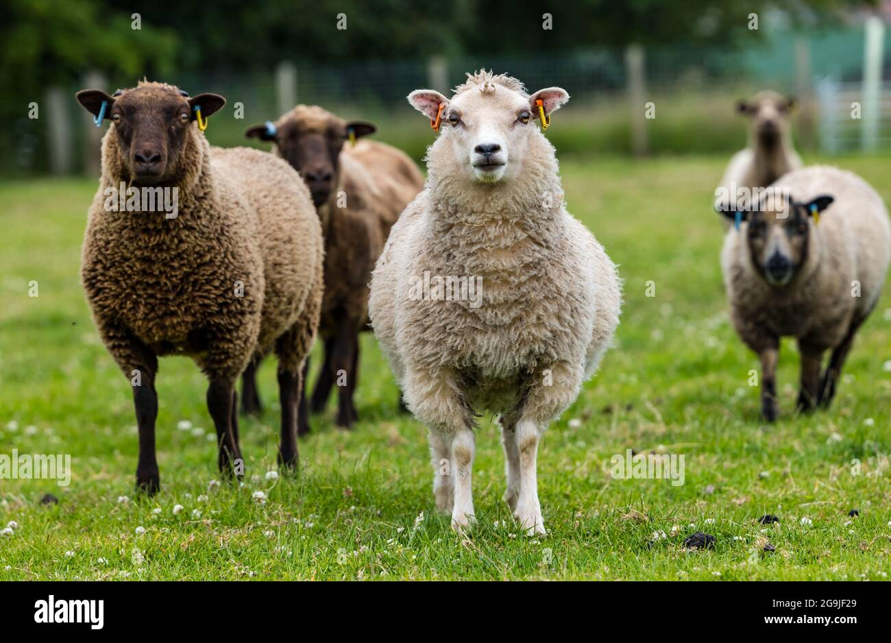 Shetland sheep in green field with six month old male and female lambs, East Lothian, Scotland, UK Stock Photo