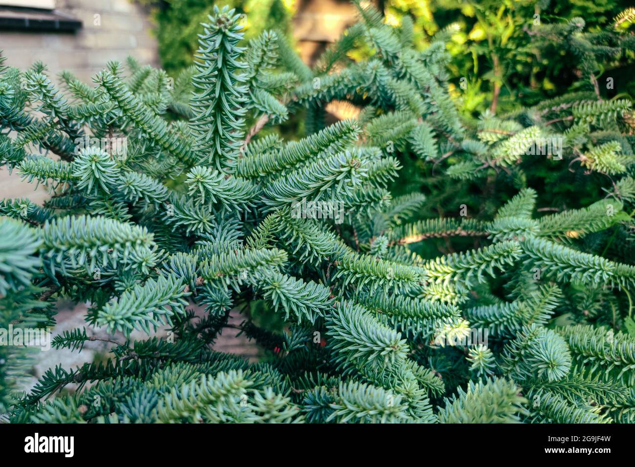 Beautiful stiff dark green needles of Spanish Fir (Abies pinsapo) Stock Photo