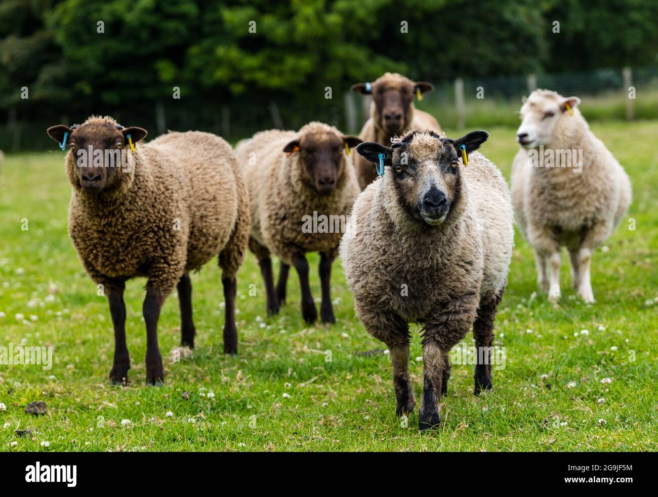 Shetland sheep in green field with six month old lambs, East Lothian, Scotland, UK Stock Photo