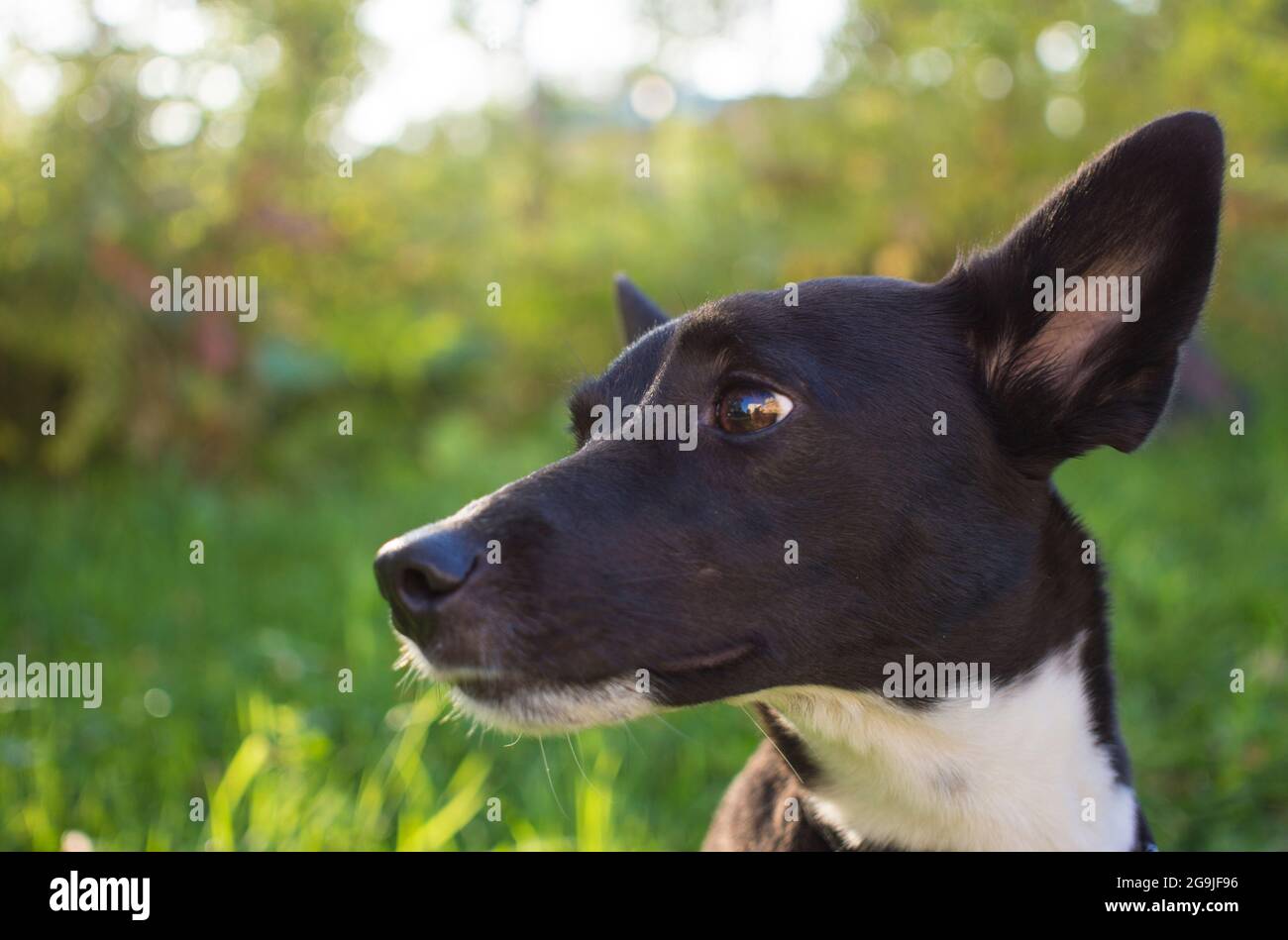 Portrait of a black and white mongrel dog in a Park Stock Photo - Alamy