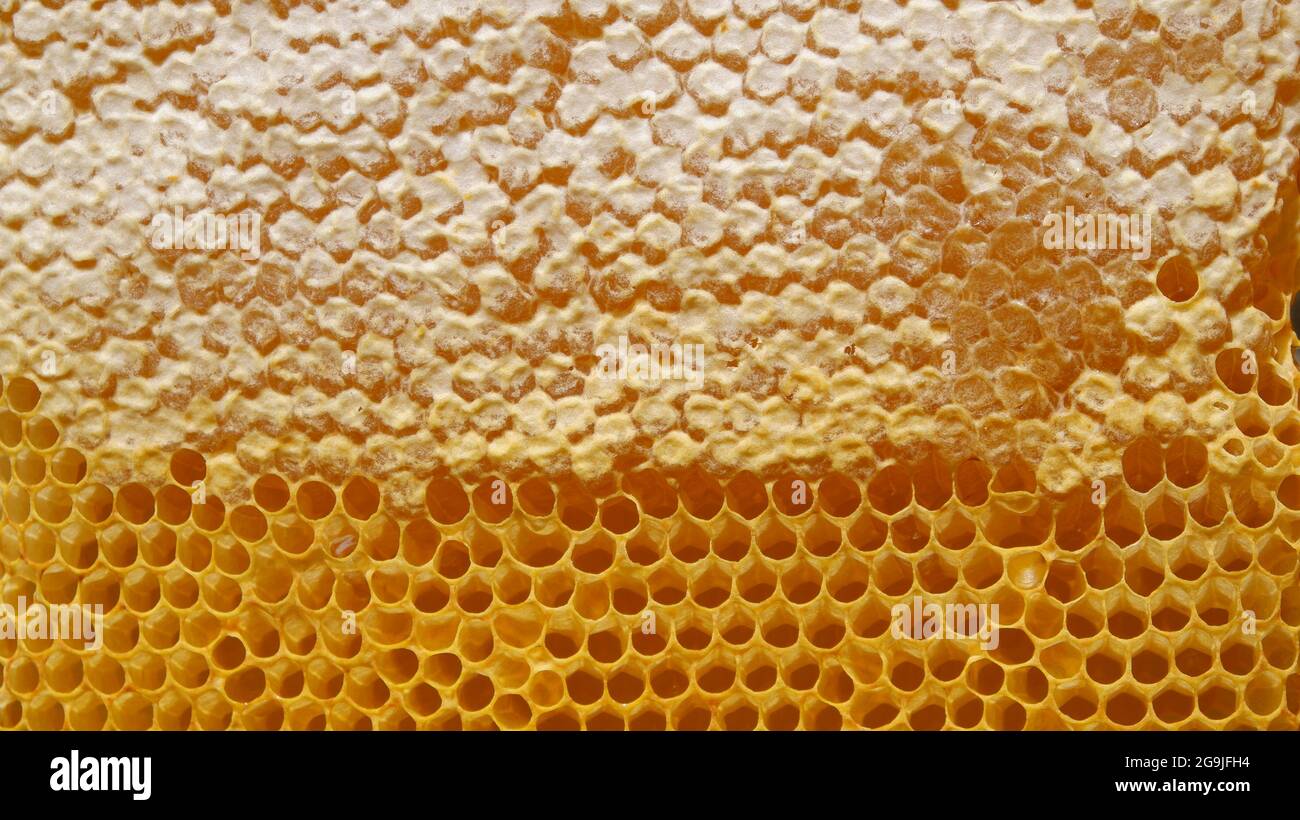 honey from bees Stock Photo Alamy