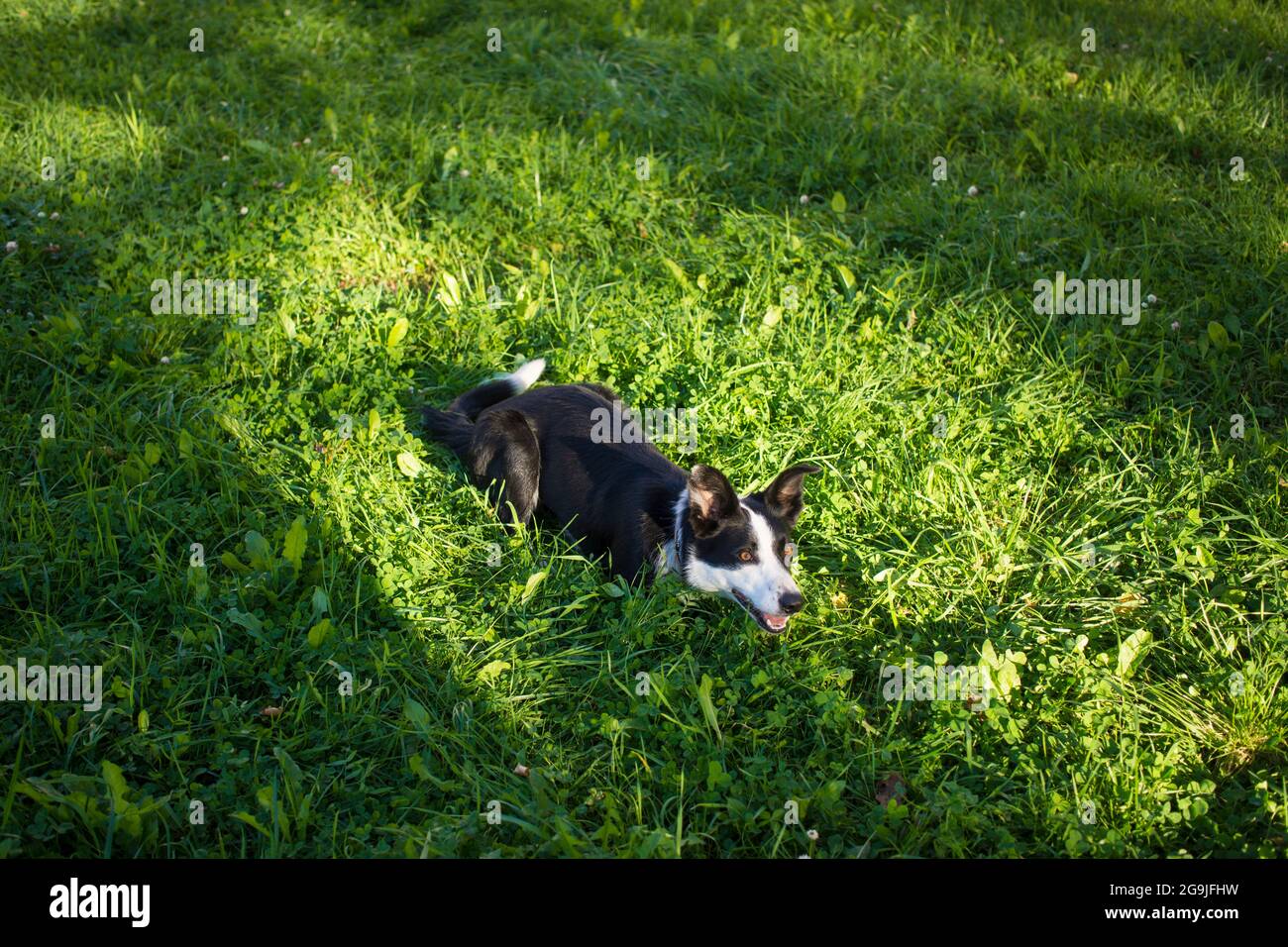 The dog is ashamed. Border collie covers his nose with his paw Stock Photo  - Alamy