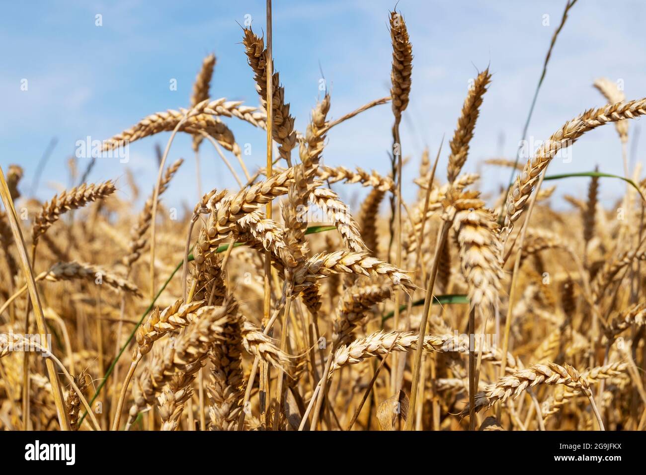 Ears of cereal crop in the field Stock Photo