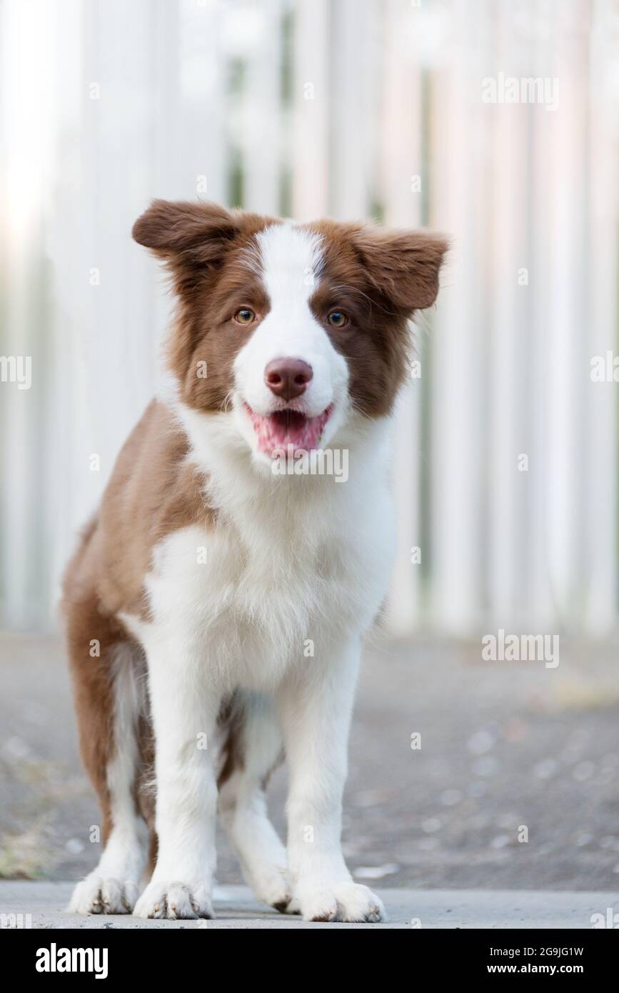 Cute border collie puppy 2025