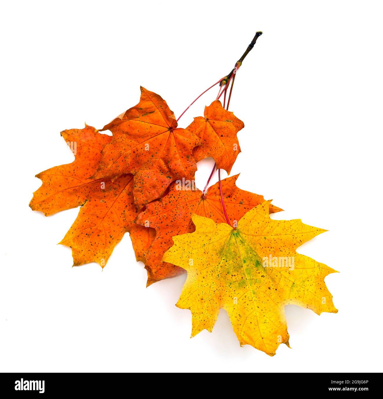 Autumn maple leaves isolated on white background Stock Photo - Alamy