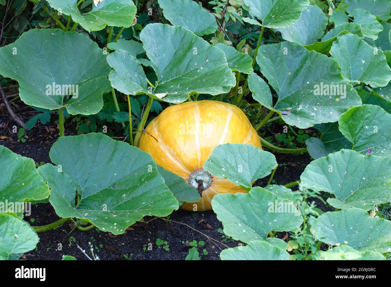 Pumpkin plants with rich harvest on field ready to be harvested Stock