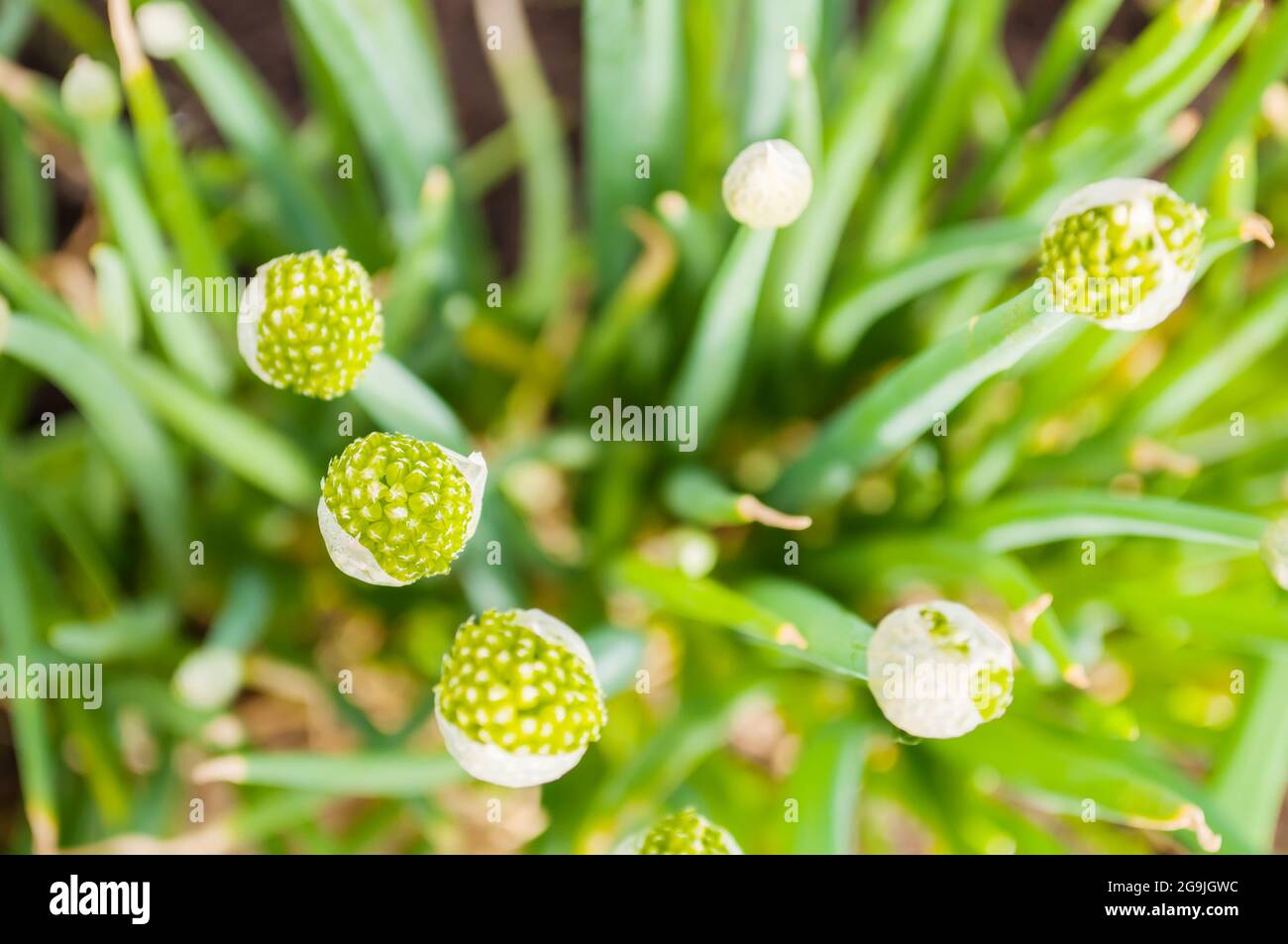 Chinese onion hi-res stock photography and images - Alamy