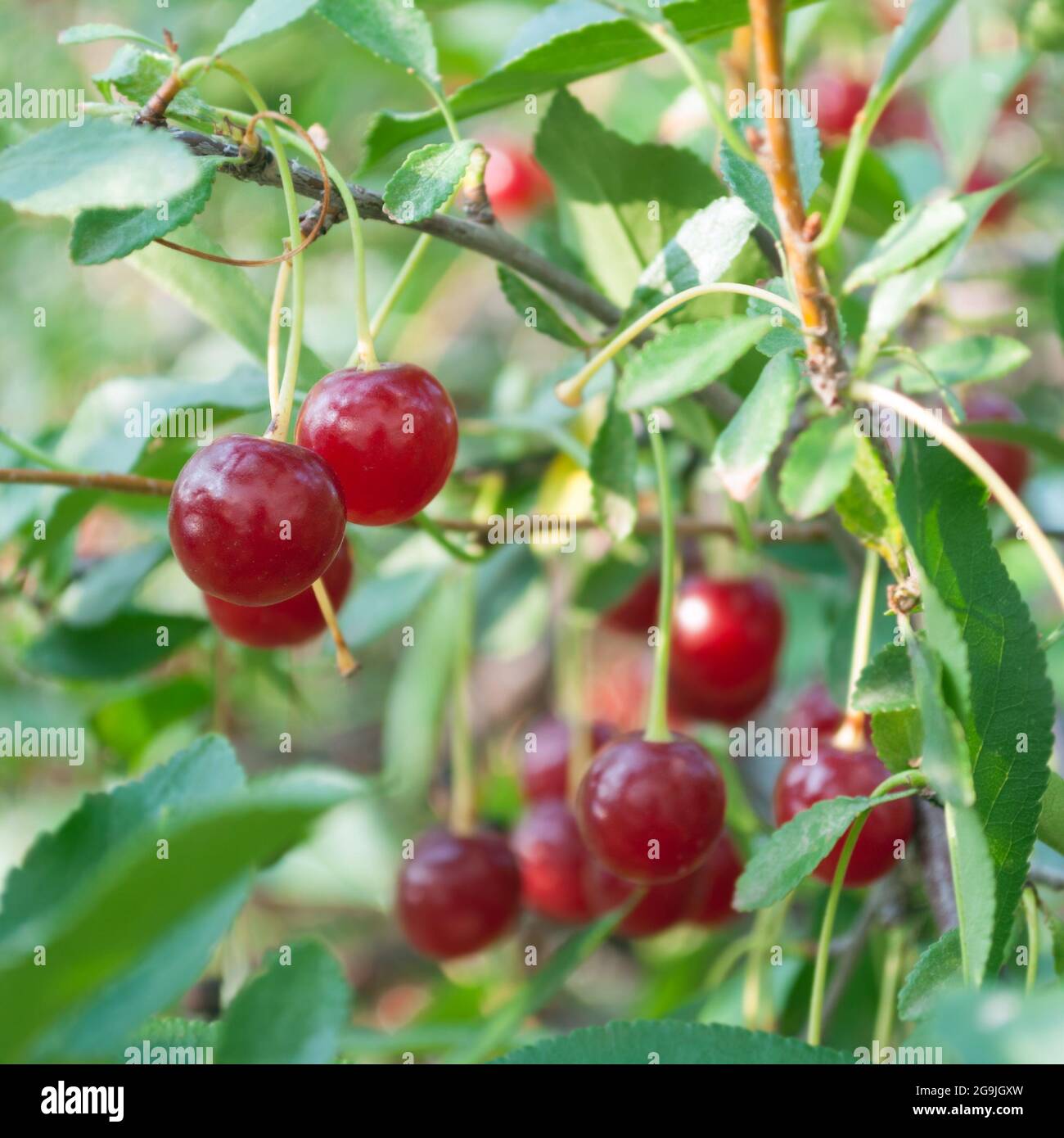 ripe cherries. Fresh Cherries on branch Stock Photo - Alamy