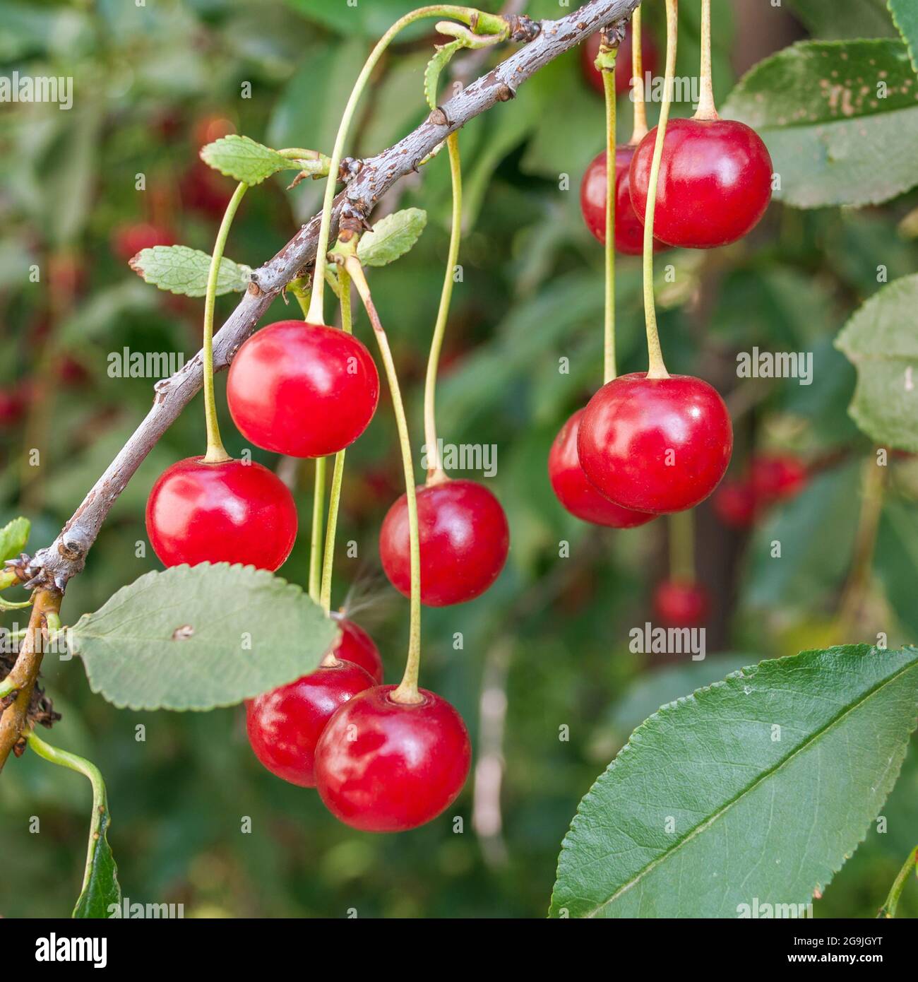 ripe cherries. Fresh Cherries on branch. Stock Photo