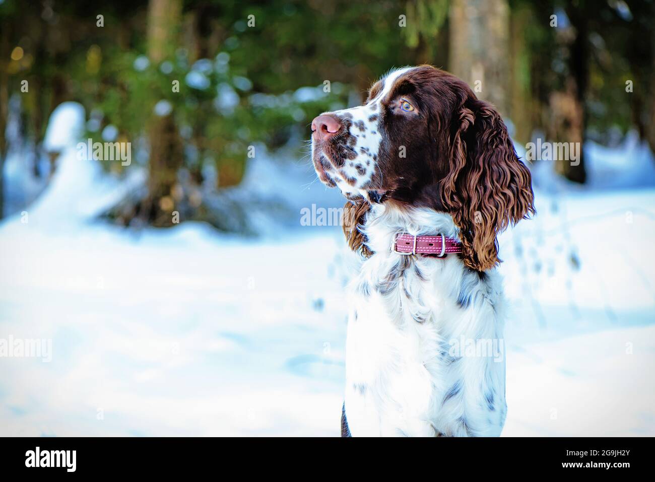 Young springer spaniel in winter forest. Close up portrait of hunting dog Stock Photo