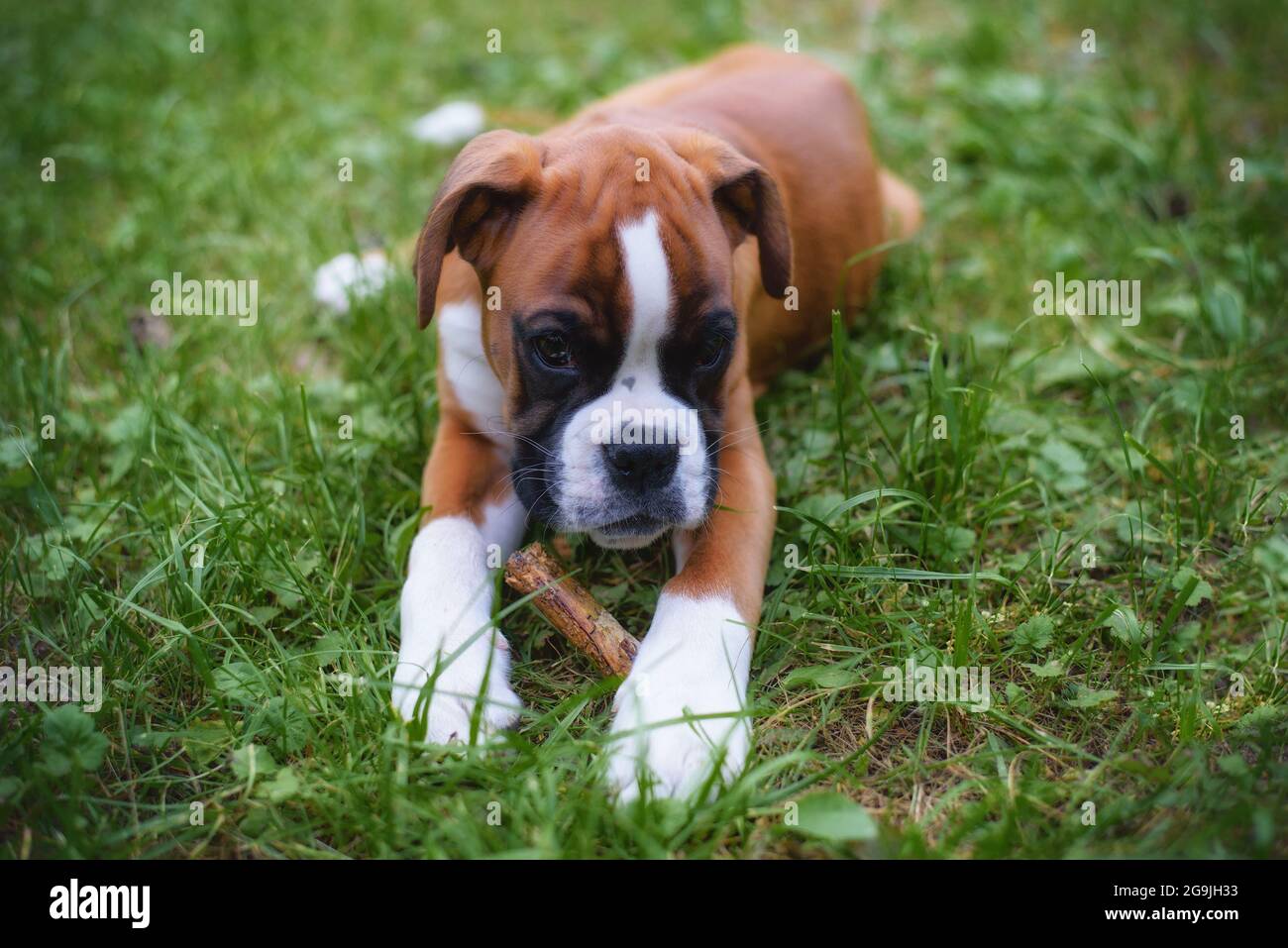 Funny puppy boxer close up on summer nature Stock Photo Alamy