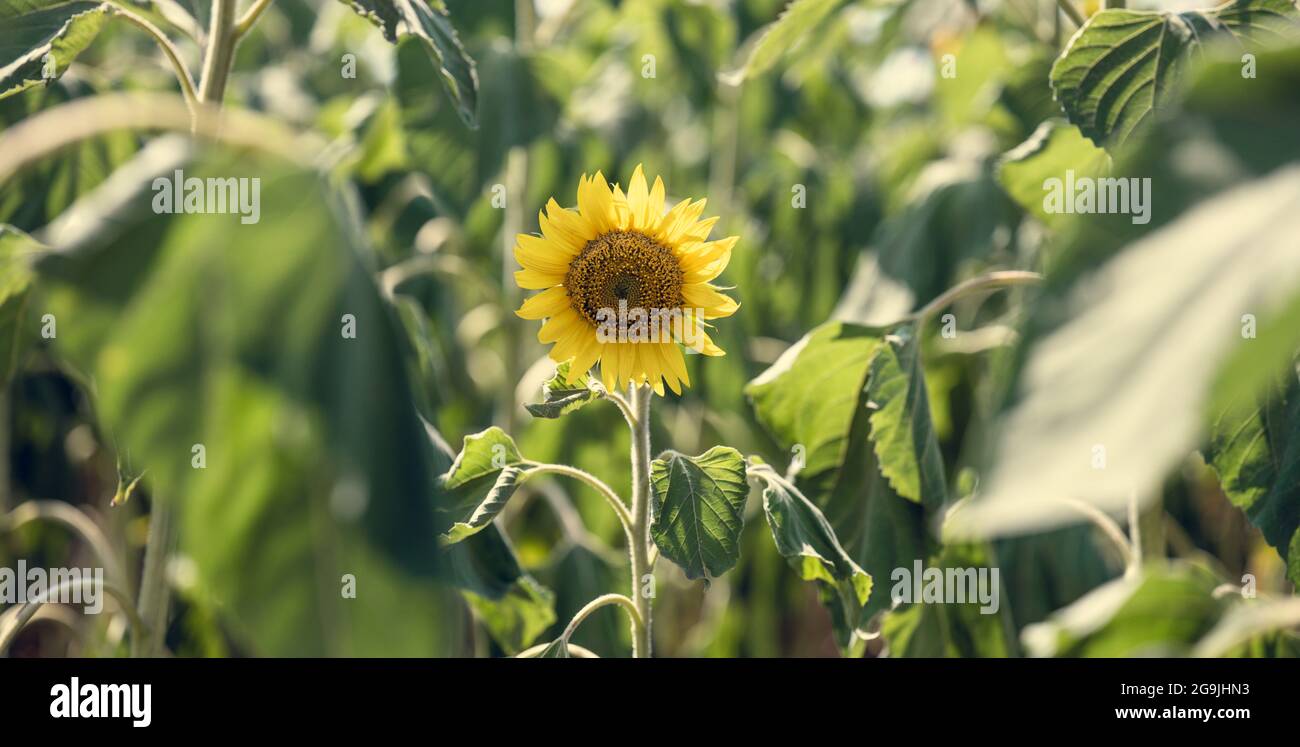 field with blooming sunflowers on a summer day, a row of plants Stock ...