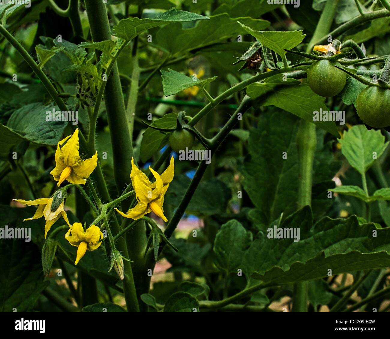 Tomato plant with green tomatos and blossoms Stock Photo