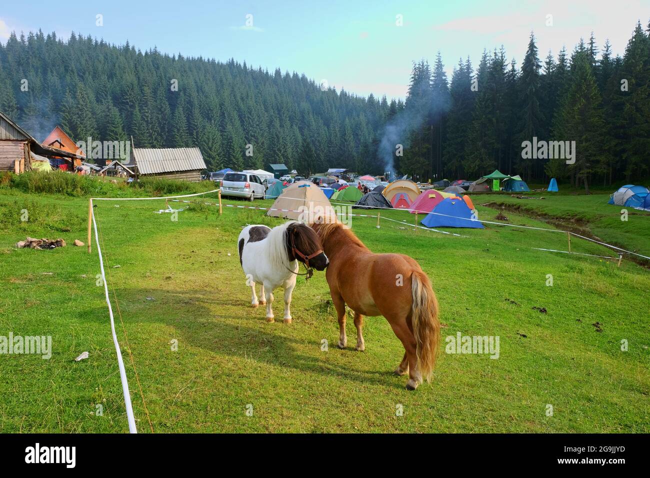 GLAVOI, ROMANIA - AUGUST 07, 2015: two ponies are flirting in the free  camping site Poiana Glavoi in Apuseni Park, nearby Cetatile (Fortress)  Ponorulu Stock Photo - Alamy
