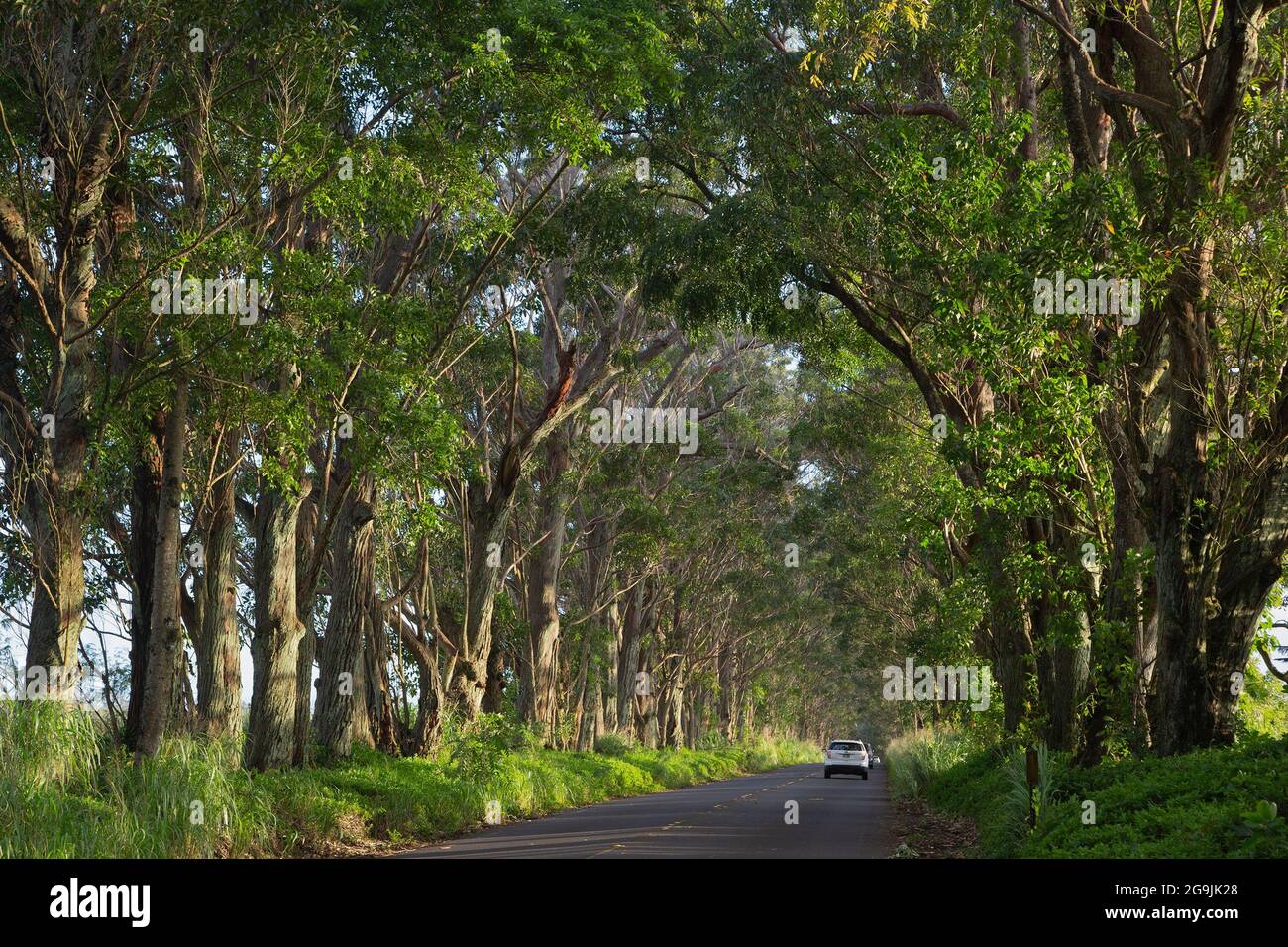 The tunnel of trees on Highway 520, the road to Koloa and Poipu in Kauai, Hawaii. The trees are