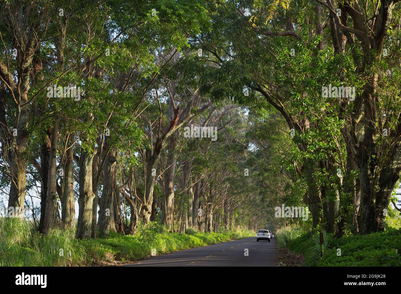 The tunnel of trees on Highway 520, the road to Koloa and Poipu in Kauai, Hawaii. The trees are Swamp Mahogany (Eucalyptus robusta) Stock Photo