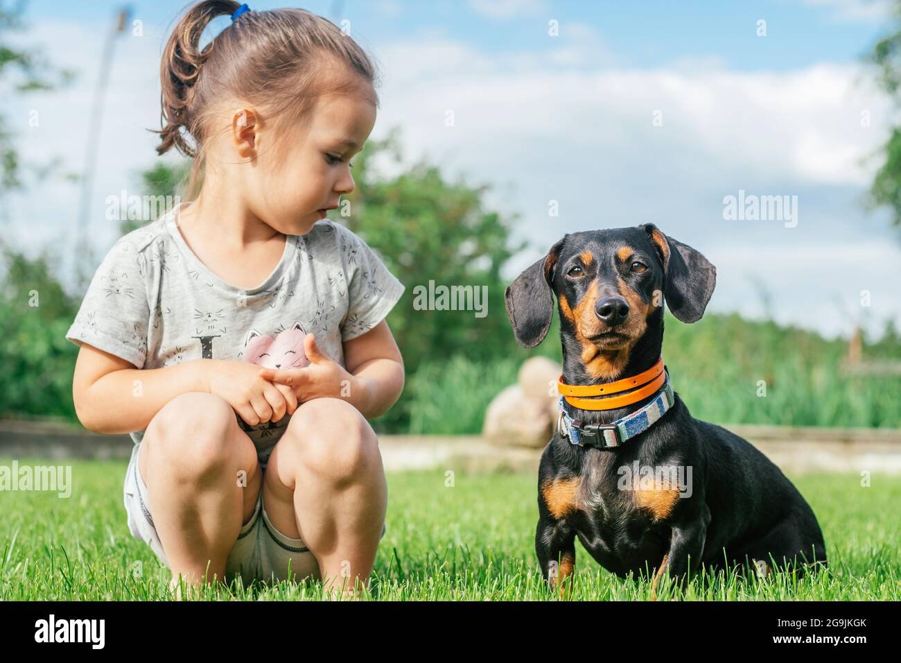 Little girl 3 4 sit and look at black brown dachshund dog in