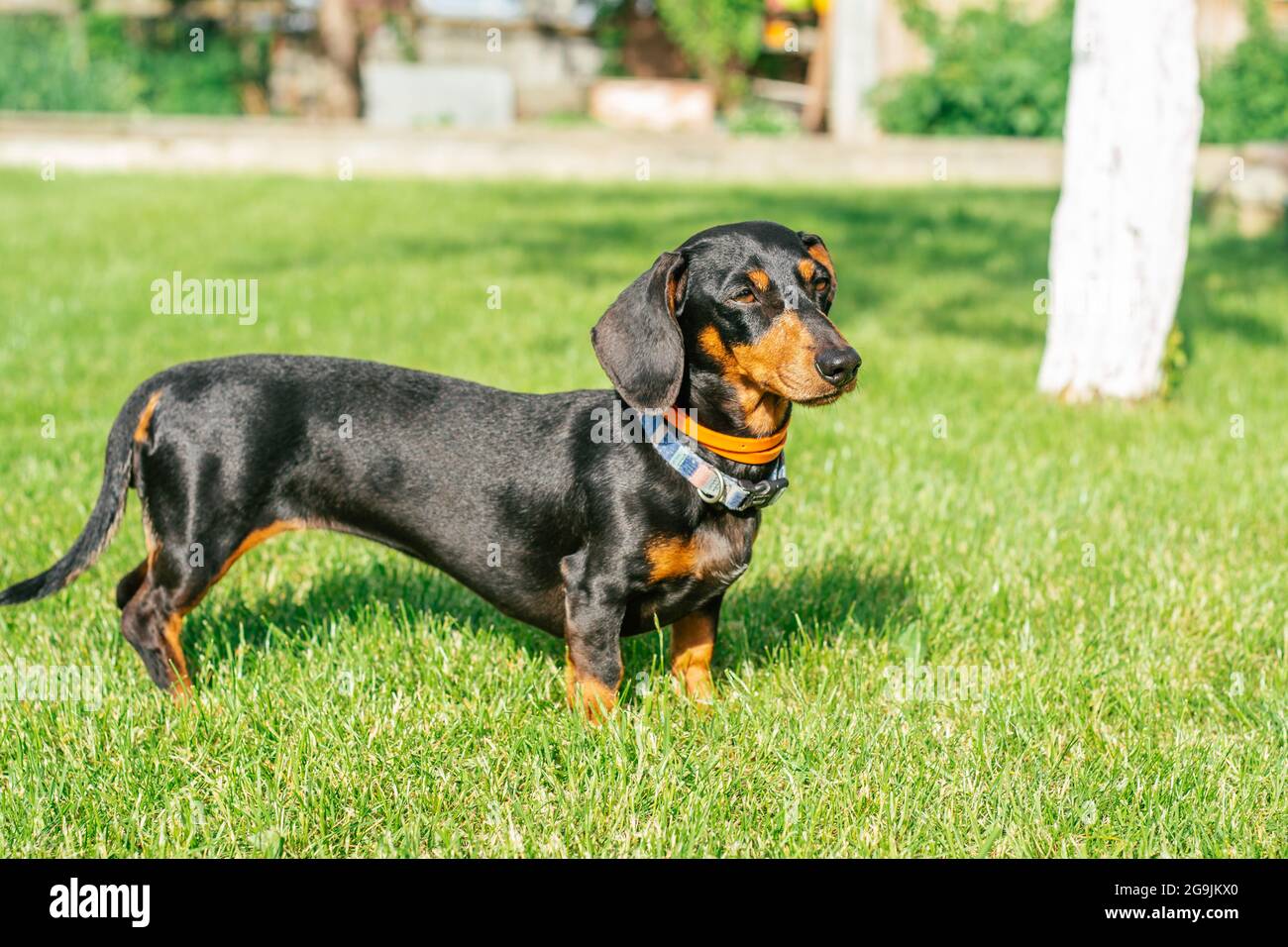 Black and tan dachshund dog in collar stands on green grass Stock Photo -  Alamy