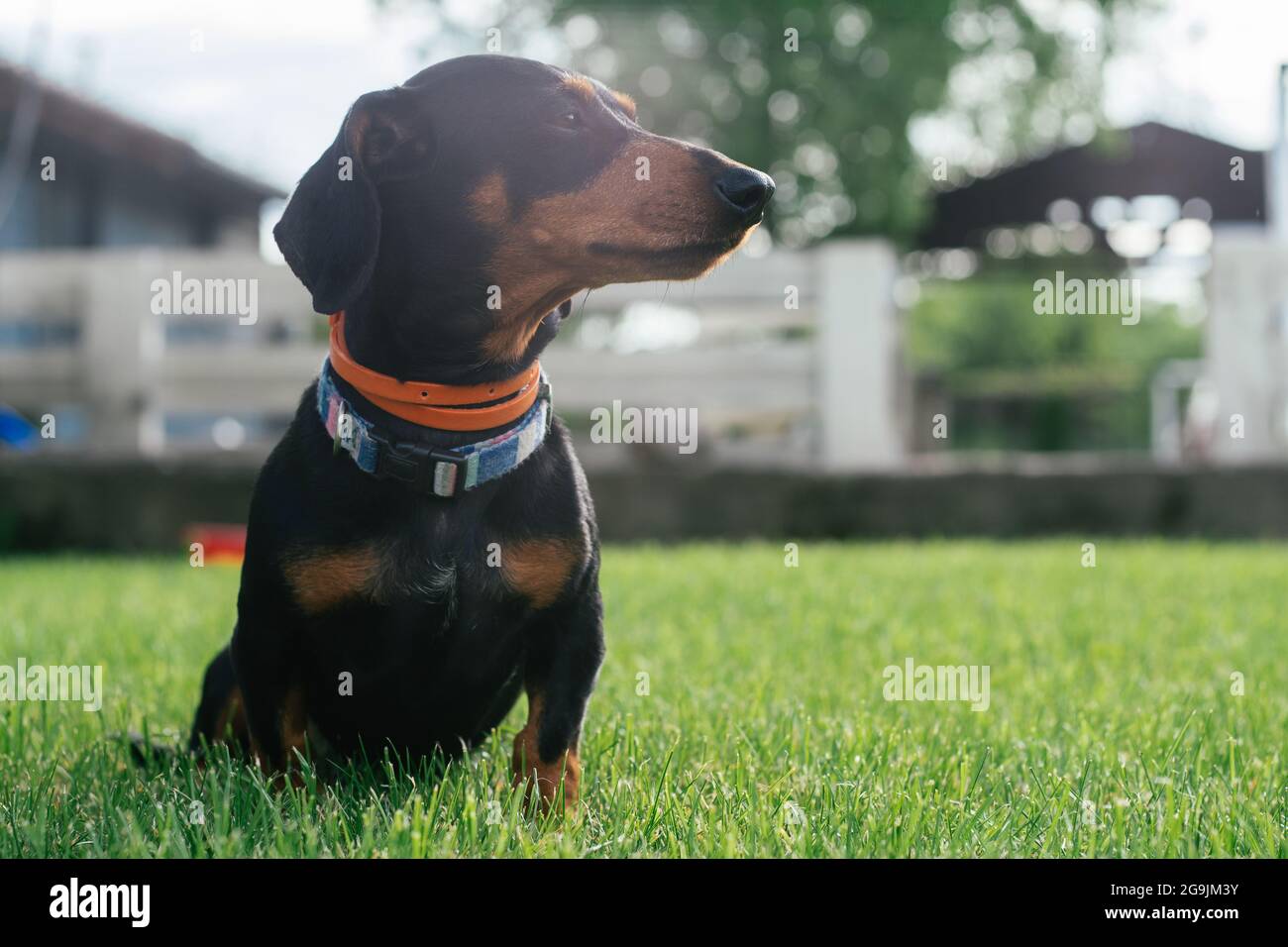 dachshund dog collar