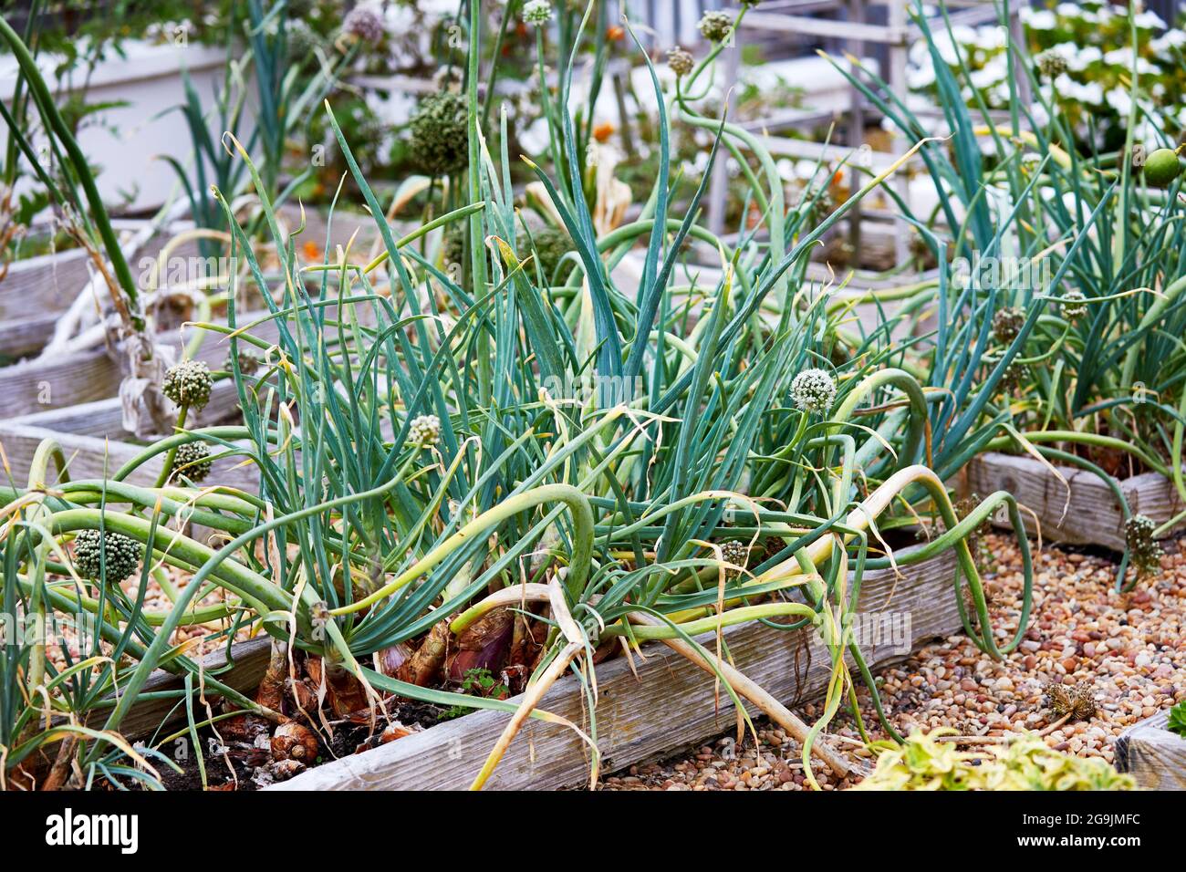 Green onions growing in a garden Stock Photo - Alamy