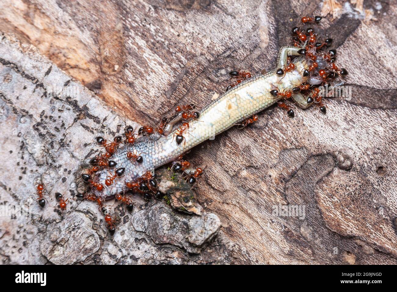 Acrobat Ants (Crematogaster laeviuscula) swarm over a dead Little Brown Skink (Scincella lateralis). Stock Photo