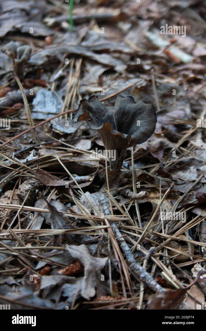 Black trumpet mushroom growing wild on forest floor Stock Photo Alamy