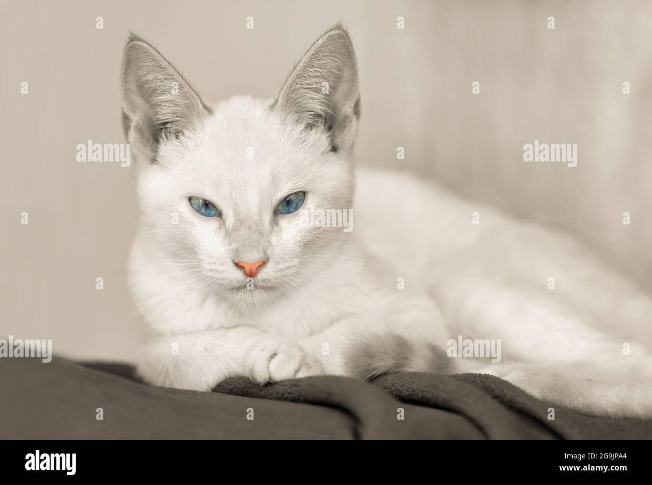 A White kitten Is Staring Straight Ahead In Black And White Colorized Image Format Stock Photo
