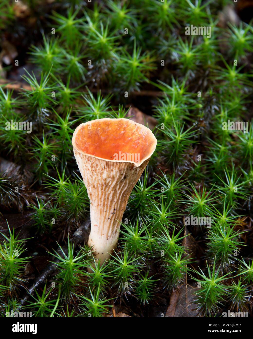 Turbinellus floccosus, commonly known as scaly vase mushrooms growing on the forest floor in the Adirondack Mountains, NY wilderness. Stock Photo